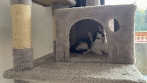 Zwei Katzen zu vergeben  Bild 2