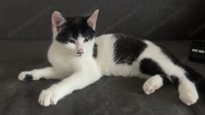 Zwei Katzen zu vergeben 