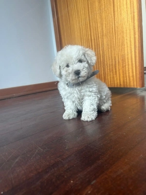 Welpen Bichonfrise  Bild 3