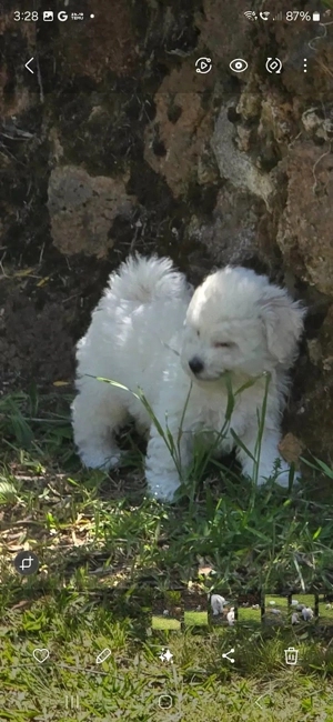 Welpen Bichonfrise  Bild 5