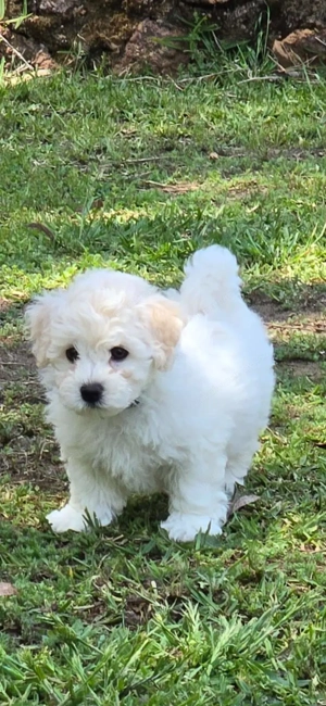 Welpen Bichonfrise  Bild 4