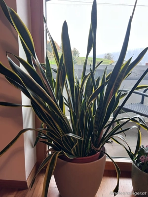 wegen umzug zu verkaufen  Bild 2