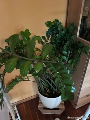 wegen umzug zu verkaufen 