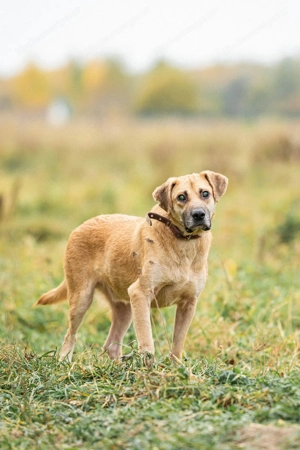 Blind und Taub sucht Pryanik seine Familie Bild 4