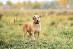 Blind und Taub sucht Pryanik seine Familie Bild 3