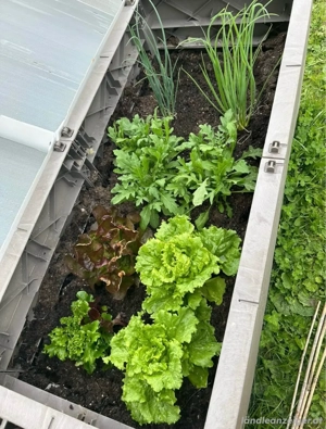 Frühbeet   Hochbeet Bild 3