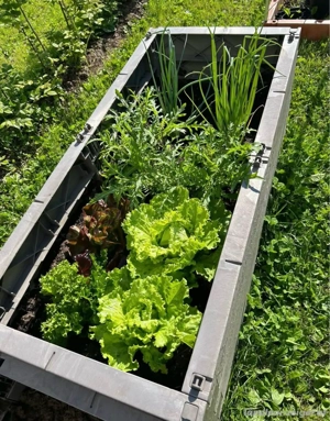Frühbeet   Hochbeet Bild 4