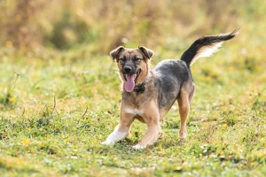 Ruhige Kara sucht ihren Endplatz Bild 5