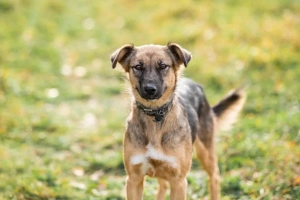 Ruhige Kara sucht ihren Endplatz Bild 4