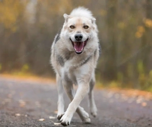 Freundlicher und aktiver Ford sucht seine Familie  Bild 4