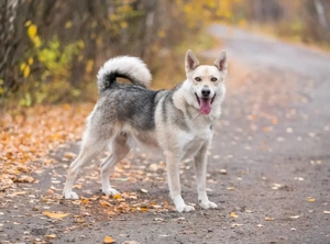 Freundlicher und aktiver Ford sucht seine Familie  Bild 2