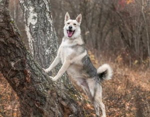 Freundlicher und aktiver Ford sucht seine Familie  Bild 3