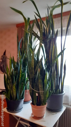 7 Schwiegermutter Stöcke zu verkaufen  Bild 2