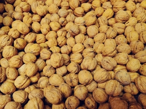 Walnüsse, vom eigenen Baum in Lustenau. 