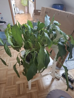 Schöne Pflanze wegen Umzug abzugeben 