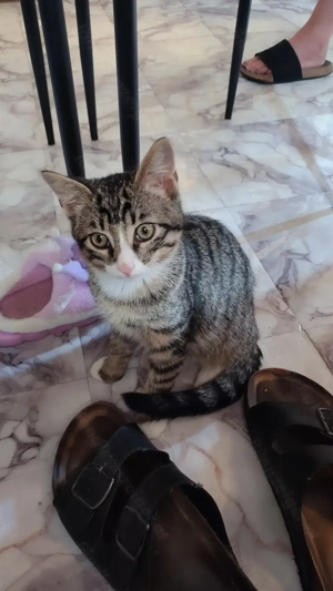 Katze Sucht neue Familie  Bild 2