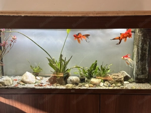 Verkaufe 240 L Aquarium mit 4 Goldfische Bild 3