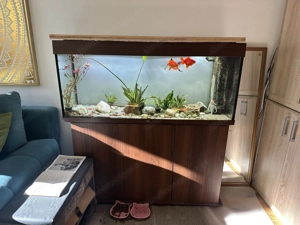 Verkaufe 240 L Aquarium mit 4 Goldfische Bild 5