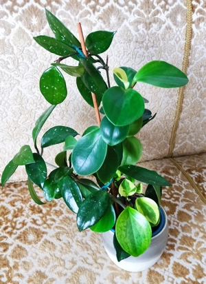 Wachsblume (Hoya carnosa Albomarginata) und Peperomia (Peperomia pecinufolia) in einem Topf