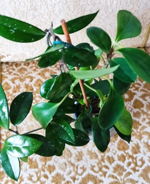 Wachsblume (Hoya carnosa Albomarginata) und Peperomia (Peperomia pecinufolia) in einem Topf Bild 2