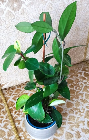 Wachsblume (Hoya carnosa Albomarginata) und Peperomia (Peperomia pecinufolia) in einem Topf Bild 3