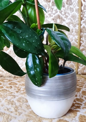 Wachsblume (Hoya carnosa Albomarginata) und Peperomia (Peperomia pecinufolia) in einem Topf Bild 4