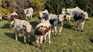 Pustertaler Sprinzen