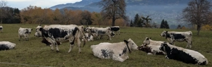 Pustertaler Sprinzen Bild 2