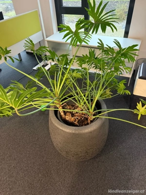 Wunderbare Philodendron Pflanze mit Topf