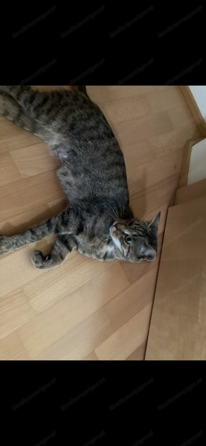 Katze zu verschenken 