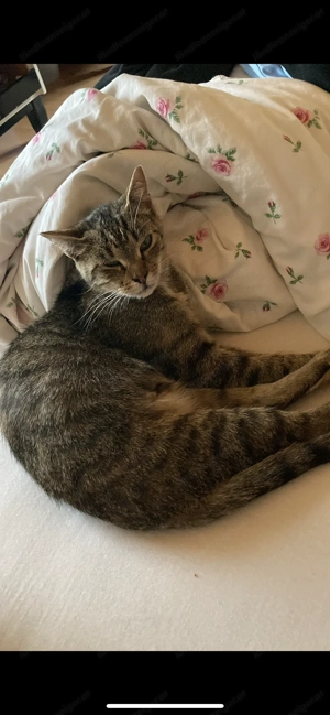 Katze zu verschenken  Bild 2