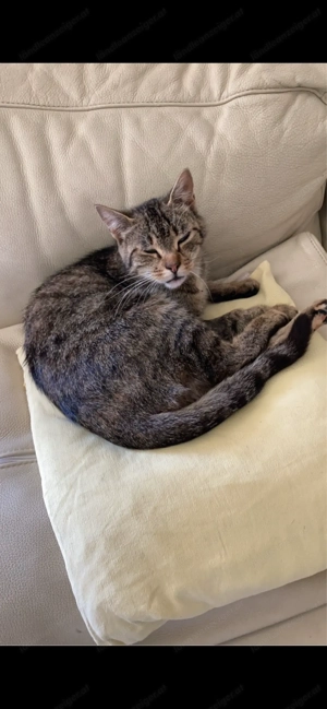 Katze zu verschenken  Bild 4