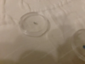 Zahnschmucksteine weiß + blau  Bild 3