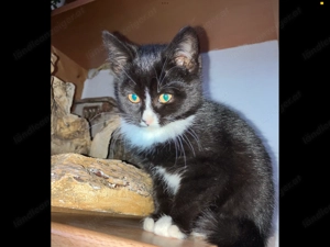 Katzenmädchen sucht ein Liebevolles Zuhause 