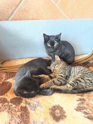 Tiger und zwei Schwarze