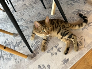 Reinrassiger Bengalkater 9 Mon. Bild 2