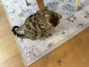 Reinrassiger Bengalkater 9 Mon. Bild 3