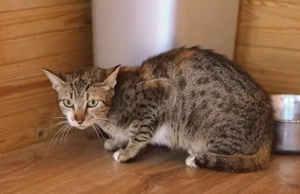 Moni sucht liebevolle Familie Bild 2