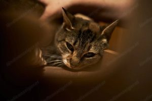 Moni sucht liebevolle Familie Bild 4