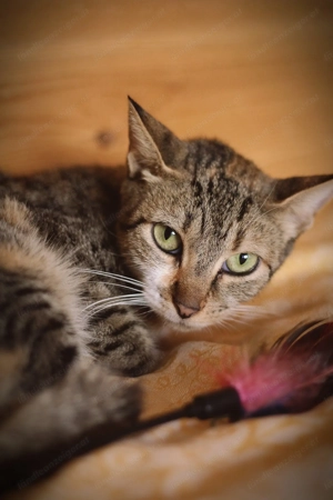 Moni sucht liebevolle Familie Bild 3