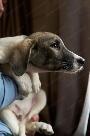 Wer will Harvi die Welt zeigen?! Bild 4