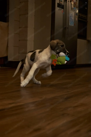 Wer will Harvi die Welt zeigen?! Bild 5