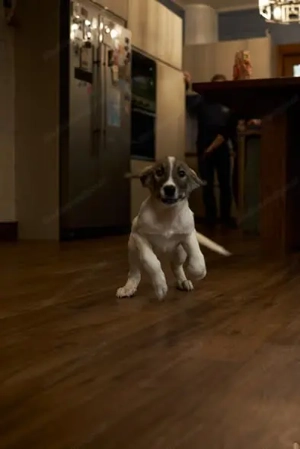 Wer will Harvi die Welt zeigen?! Bild 3