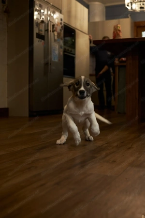 Wer will Harvi die Welt zeigen?! Bild 2