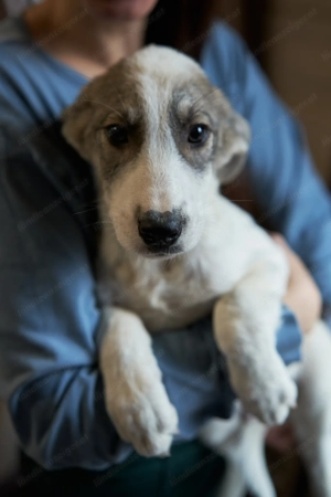 Süßer kleiner Dar sucht treue Familie Bild 2