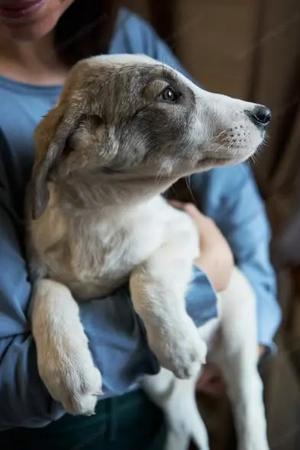 Süßer kleiner Dar sucht treue Familie Bild 3
