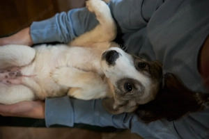 Süßer kleiner Dar sucht treue Familie Bild 4