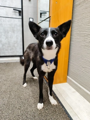 Schwarz Weiße Fanta sucht liebe Menschen Bild 3