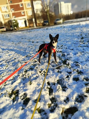 Schwarz Weiße Fanta sucht liebe Menschen Bild 4