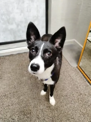 Schwarz Weiße Fanta sucht liebe Menschen Bild 2